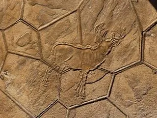 1772109426-Pauletta Case Deer Stamp3.webp